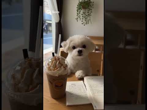 hamburger shop #Dog #Hamburger #Cute #Waiter #Maltz #Chiwa #Work #犬 #ハンバーガー #可愛い #ちわまる #ai #sora2