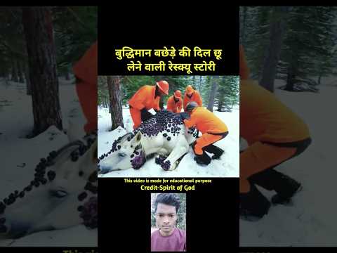 "बुद्धिमान बछेड़े की दिल छू लेने वाली रेस्क्यू स्टोरी! @SpiritofGod-h8k #trendingnow #viralsongs