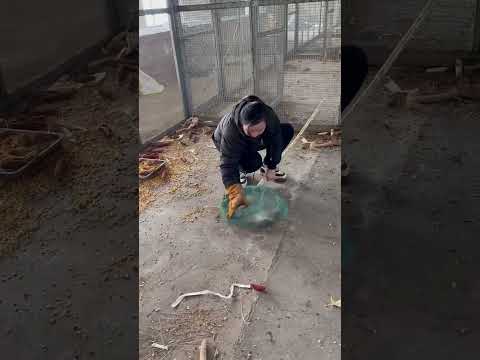河南景区老板选购50只黄山观赏鼠，公母搭配好，个个都是大尾巴，肥嘟嘟的，互动性高，繁殖能力强。 #松鼠养殖场 #黄山松鼠 #网松鼠精彩片段