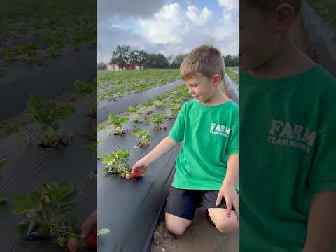 Planting strawberries! #planting #gardening #strawberry erry