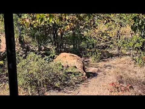Leopard and Hyena Share a Meal