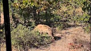 Leopard and Hyena Share a Meal