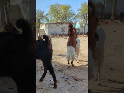 goat's amazing jumping And trying please watch full video and share with friends #usa#india#brazil