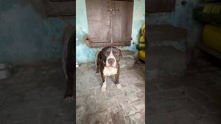 Dog lover #americanbully #pitbulldog