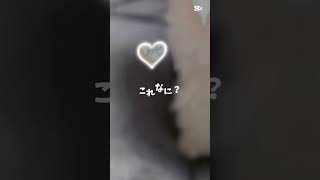 #ペキプー#わんこ #これなに？ #かわいい