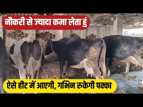 गाय में होती थी समस्या बस ऐसे किया तो ठीक हो गया/dairy farm business/small dairy farm/hf cross cow