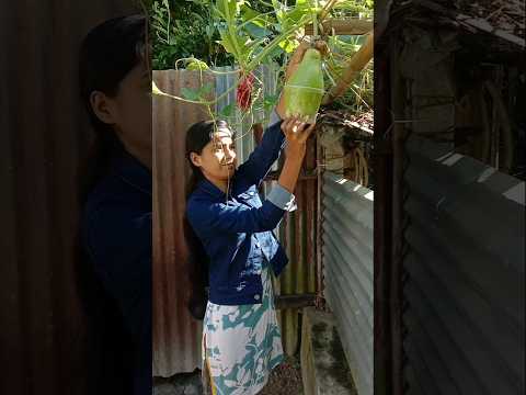 āϞāĻžāĻāĻāĻž āĻŦāĻĄāĻŧ āĻšāϝāĻŧā§đāĻā§āĻāĻžāϝāĻŧ āĻāĻāĻā§ āĻā§āĻā§đą#shorts#bottle gourd#gardening#youtube#viral video#vegitables#plants