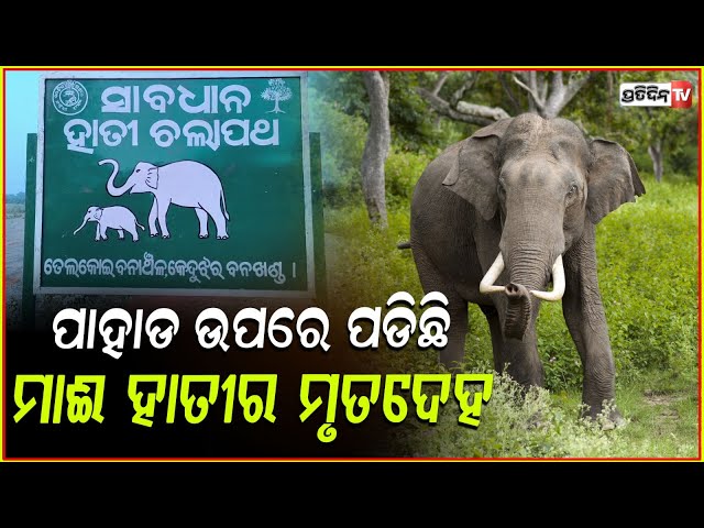 ଜଙ୍ଗଲରୁ ମିଳିଲା ମାଇ ହାତୀର ମୃତ ଦେହ, କାରଣ ଅସ୍ପଷ୍ଟ!Elephant deadbody found