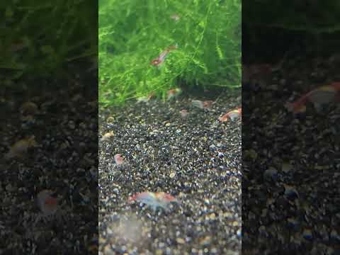 Shrimp Breeding Experiment - What Do You Think? 