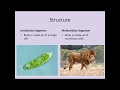 Multicellular and Unicellular Organisms