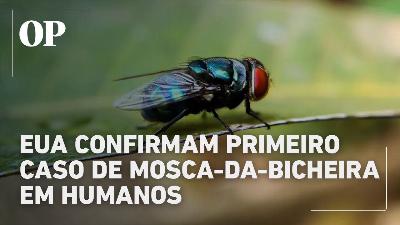 EUA confirmam primeiro caso de mosca da bicheira em humano após viagem a El Salvador