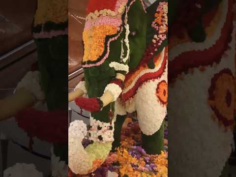 😱Royal🐘Elephant❤️#shorts#ytshorts#youtubeshorts#viral#reels#shortsfeed#song#india#shiv#bhajan#diwali