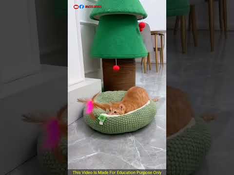 কখনো আপনার বিড়ালের সাথে এরকম মজা করবেন না | Never make this type of fun with your cat | Factz Riyad