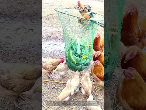 닭에게 신선한 채소를 먹이는 기발한 뜰채 활용법