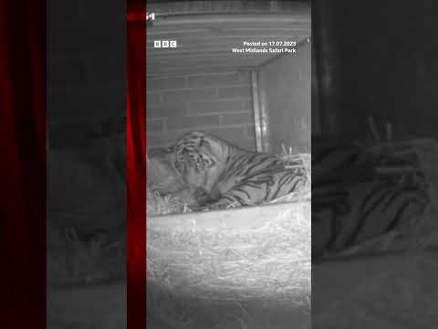 This new Sumatran tiger cub is a "milestone" for conservation efforts. #Tiger #Shorts #BBCNews