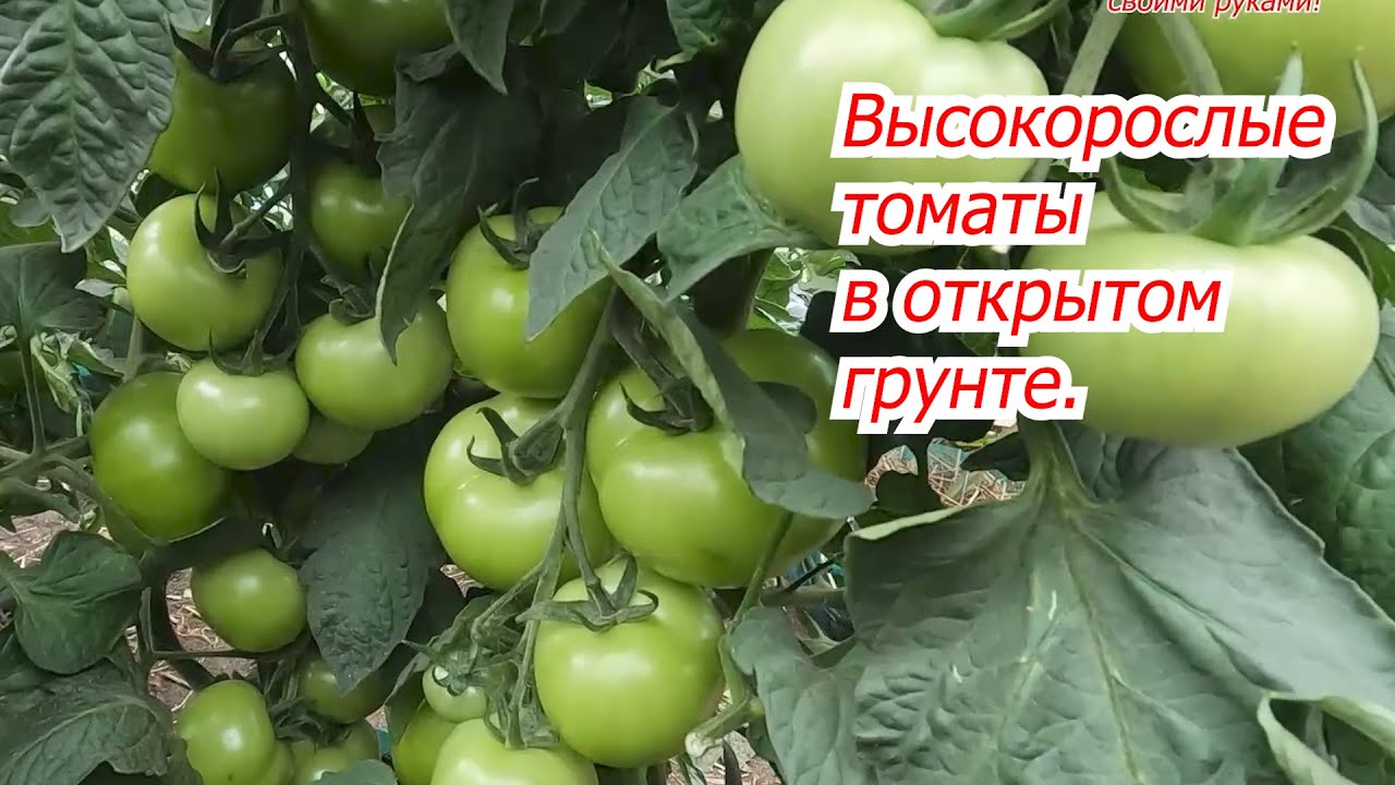 Выращивание высокорослых томатов без подкормок в открытом грунте.