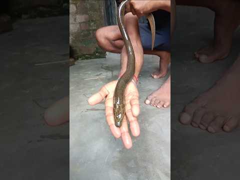 Mini pond- এ ছাড়ার জন্য কত বড়ো কুচো মাছ আনলাম🐟😍 (152) bengali village fishing video || #minivlog