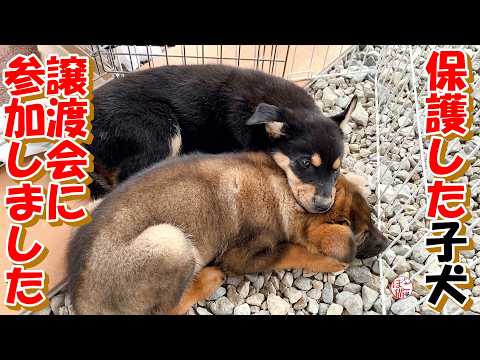 【保護犬　子犬】暑い日の過ごし方＋おまけコーナー