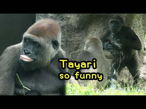 金剛猩猩タイヤリとジャバリのかわいい掛け合いと笑顔の瞬間 サムネイル