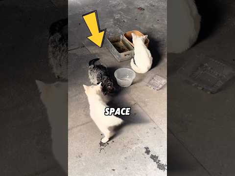 She Risked Everything Just to Save Stray Kittens