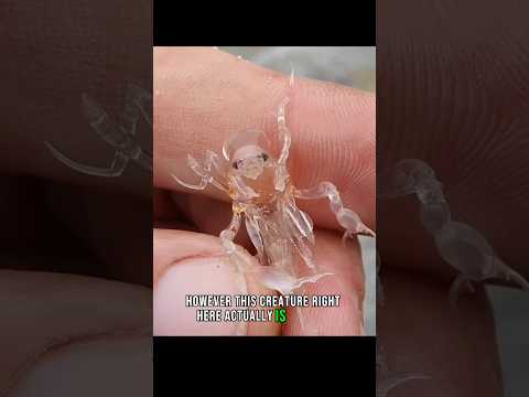 Alien Sea Creature Found: Phronima👽🔪 #animals