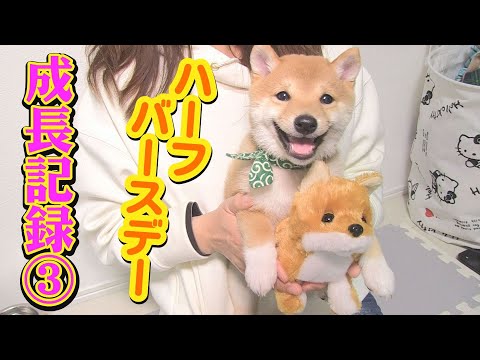 とても小さかった子犬の4か月間を振り返ってみました。