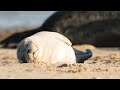 Wildlife Behavior and Adaptations