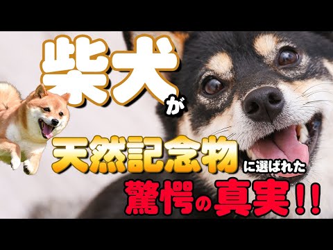 松本秀樹のいぬtuberの最新動画 Youtubeランキング