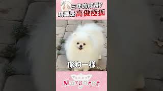 讓你們見識北極狐的威嚴(?) #shorts #vtuber