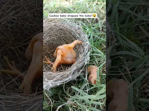 Cuckoo baby dropped the baby (p 3) #shorts