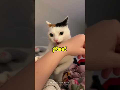 Como regañar a un gato cuando porta mal