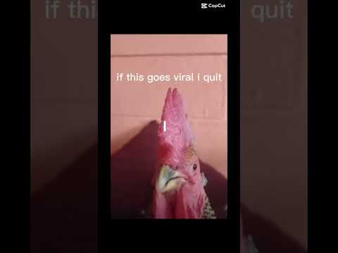 Never thought I’d see a singing 🐓 #birds #chicken #funny #viral #kanyewest #shorts #youtubeshorts