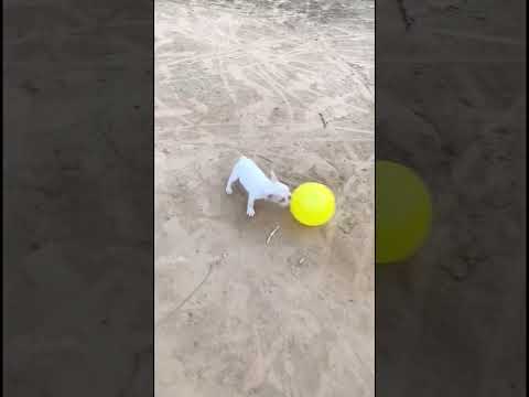 Cute puppies start their day with mischief 🐶😻🎈#short #enjoy