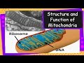 Mitochondria Functions and Features