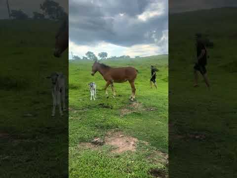 ولد البقره عايش مع البغله 🥰