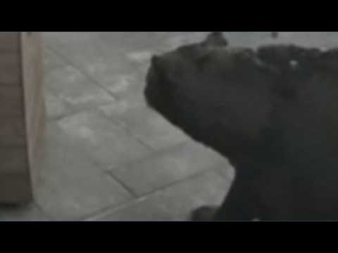 WATCH: Big ol' <strong>bear</strong> waltzes into restaurant