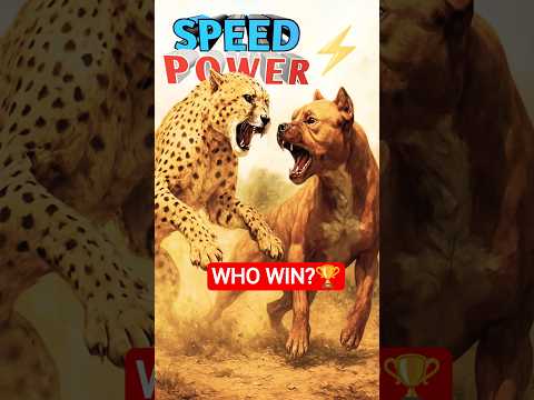 Pitbull Cheetah ki Ladhai||Pitbull vs Cheetah 💪⚡||#shorts