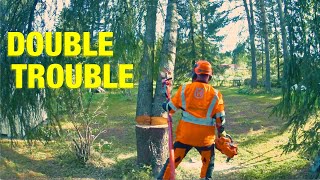 I Cut Down a Rotten Tree in a Tight Space and Lived to Tell the Story