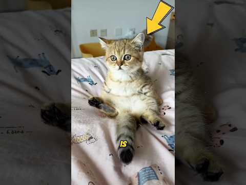 A Very Greedy Cat