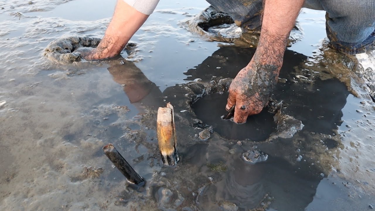 FORAGING food on a REMOTE Beach -SNAILS & RAZORS- Clams Catch Clean Cook - Bluegabe