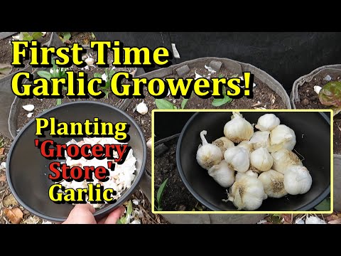 Planting 'Grocery Store' Garlic in Containers (Simplified Planting & Budget Friendly)