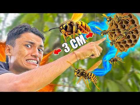 ¿Qué Tan CERCA Puedo Estar De Las AVISPAS? 🐝 *Preguntas y Respuestas* - Andrés WG
