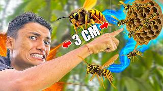 ¿Qué Tan CERCA Puedo Estar De Las AVISPAS? 🐝 *Preguntas y Respuestas* - Andrés WG