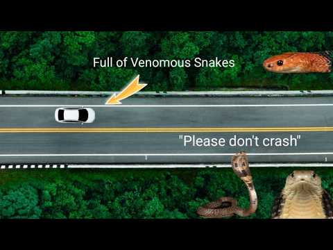 Moving 50 Venomous Snakes Across the Country