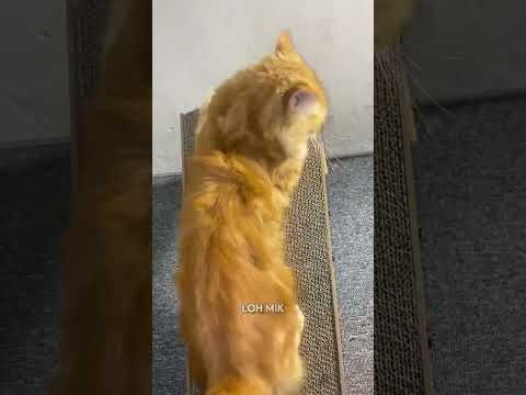 Cape banget 😌 #shortvideo #cat #kucinganggoralucudanimut #kucinglucu