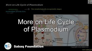 More on Life Cycle of Plasmodium