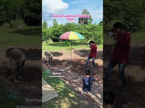 มีความสุขในสิ่งที่ทำ..✌️✌️✌️ #ขุดคลองไส้ไก่ #สร้างแหล่งอาหาร #canal #nature #automobile