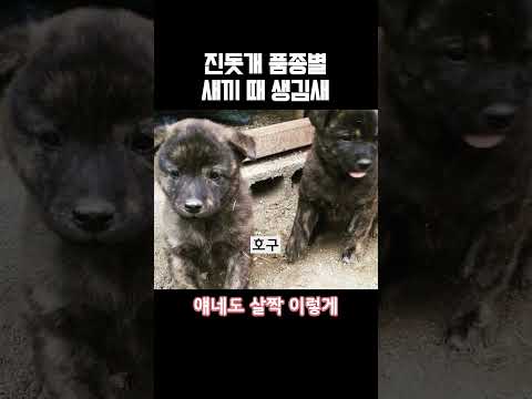 진돗개 품종별 새끼때 생김새