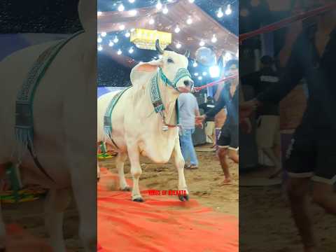 BIGGEST PUNJAB COW OF 2024 😲 RAN AWAY FROM PATHAN CATTLE FARM #viral #shorts #short #reels #fyp #cow