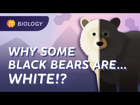 Microevolution: What's An Allele Got to Do With It?: Crash Course Biology #12